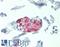 Ribosomal Protein L11 antibody, LS-C210930, Lifespan Biosciences, Immunohistochemistry paraffin image 