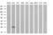 Cbp/P300 Interacting Transactivator With Glu/Asp Rich Carboxy-Terminal Domain 1 antibody, MA5-26839, Invitrogen Antibodies, Western Blot image 