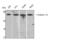 Calpain 12 antibody, STJ91981, St John