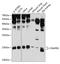 SNAP Associated Protein antibody, 13-562, ProSci, Western Blot image 
