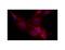 Neurocan antibody, LS-C82321, Lifespan Biosciences, Immunocytochemistry image 