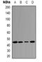 Jun Proto-Oncogene, AP-1 Transcription Factor Subunit antibody, orb338925, Biorbyt, Western Blot image 