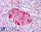 Gastric Inhibitory Polypeptide Receptor antibody, LS-A1250, Lifespan Biosciences, Immunohistochemistry frozen image 