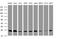 Mitochondrial Ribosomal Protein L11 antibody, MA5-26102, Invitrogen Antibodies, Western Blot image 