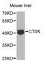 Cathepsin K antibody, LS-C331688, Lifespan Biosciences, Western Blot image 