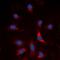 SMAD Family Member 3 antibody, orb315707, Biorbyt, Immunofluorescence image 