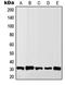 CTLA-1 antibody, orb214029, Biorbyt, Western Blot image 