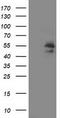 ADP-ribosylation factor GTPase-activating protein 1 antibody, TA502635, Origene, Western Blot image 