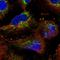 Pentatricopeptide Repeat Domain 3 antibody, HPA041154, Atlas Antibodies, Immunocytochemistry image 