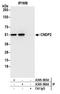 Carnosine Dipeptidase 2 antibody, A305-566A, Bethyl Labs, Immunoprecipitation image 