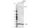 Histone-lysine N-methyltransferase SETD2 antibody, 84384S, Cell Signaling Technology, Western Blot image 