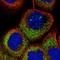 OTU domain-containing protein 7A antibody, HPA044554, Atlas Antibodies, Immunocytochemistry image 