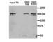 Cas9 antibody, A-9000-100, Epigentek, Immunoprecipitation image 
