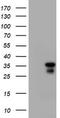 Jun Proto-Oncogene, AP-1 Transcription Factor Subunit antibody, LS-C175401, Lifespan Biosciences, Western Blot image 