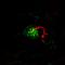 Mel antibody, H00004218-M02, Novus Biologicals, Immunofluorescence image 