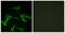 Histamine H2 receptor antibody, TA313399, Origene, Immunofluorescence image 