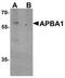 Mint-1 antibody, TA319613, Origene, Western Blot image 