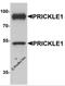 Prickle Planar Cell Polarity Protein 1 antibody, 6561, ProSci, Western Blot image 