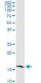 FUN14 Domain Containing 2 antibody, H00065991-M05, Novus Biologicals, Western Blot image 