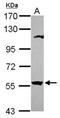 2'-5'-Oligoadenylate Synthetase Like antibody, NBP2-19619, Novus Biologicals, Western Blot image 