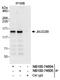 Lysine-specific demethylase 4B antibody, NB100-74604, Novus Biologicals, Immunoprecipitation image 