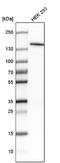 Lysine-specific demethylase 4A antibody, NBP1-87855, Novus Biologicals, Western Blot image 