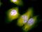 KDEL  antibody, orb107273, Biorbyt, Immunofluorescence image 