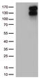 Low Density Lipoprotein Receptor antibody, LS-C793010, Lifespan Biosciences, Western Blot image 