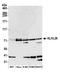 Kelch Like Family Member 26 antibody, A305-826A-M, Bethyl Labs, Western Blot image 