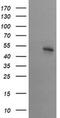 Serine/threonine-protein kinase 38-like antibody, MA5-26083, Invitrogen Antibodies, Western Blot image 