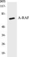 A-Raf Proto-Oncogene, Serine/Threonine Kinase antibody, EKC1036, Boster Biological Technology, Western Blot image 
