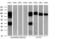 FGFR-2 antibody, M00231-2, Boster Biological Technology, Western Blot image 