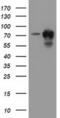 Pseudouridine Synthase 7 antibody, MA5-25267, Invitrogen Antibodies, Western Blot image 