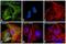 Mouse IgG (H+L) antibody, A-11059, Invitrogen Antibodies, Immunofluorescence image 