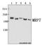 ATP Binding Cassette Subfamily C Member 10 antibody, A05787, Boster Biological Technology, Western Blot image 