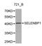 SBP1 antibody, LS-C192484, Lifespan Biosciences, Western Blot image 