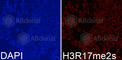 Histone H3 antibody, A3152, ABclonal Technology, Immunofluorescence image 