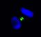 Aurora Kinase B antibody, IHC-00003, Bethyl Labs, Immunofluorescence image 