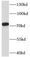 Synaptotagmin Like 4 antibody, FNab08462, FineTest, Western Blot image 