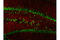 Lamin A/C antibody, 4777S, Cell Signaling Technology, Immunofluorescence image 