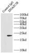 DnaJ Heat Shock Protein Family (Hsp40) Member C5 Beta antibody, FNab02467, FineTest, Immunoprecipitation image 