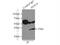 Peroxisomal biogenesis factor 19 antibody, 14713-1-AP, Proteintech Group, Immunoprecipitation image 
