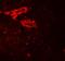 Interleukin 36 Gamma antibody, A05759, Boster Biological Technology, Immunofluorescence image 
