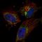 Transcription Factor B2, Mitochondrial antibody, HPA028482, Atlas Antibodies, Immunocytochemistry image 