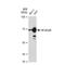 p65 antibody, GTX00947, GeneTex, Western Blot image 