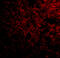 SP110 Nuclear Body Protein antibody, 4407, ProSci Inc, Immunofluorescence image 
