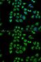 CD1d Molecule antibody, GTX53911, GeneTex, Immunofluorescence image 