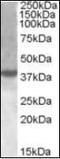 X-Box Binding Protein 1 antibody, orb88160, Biorbyt, Western Blot image 