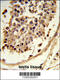 Atypical Chemokine Receptor 3 antibody, 63-638, ProSci, Immunohistochemistry paraffin image 