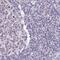 Phospholipase C Delta 4 antibody, PA5-58263, Invitrogen Antibodies, Immunohistochemistry frozen image 
